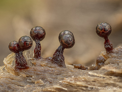 Trichia botrytis