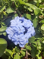 Plumbago auriculata