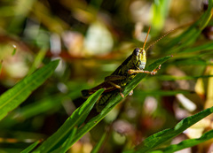 Dichroplus vittigerum