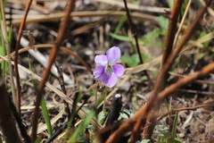 Viola × obtusogrypoceras
