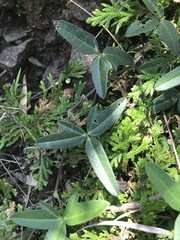 Macroptilium gibbosifolium