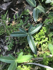 Macroptilium gibbosifolium