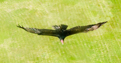 Cathartes aura