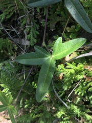 Macroptilium gibbosifolium