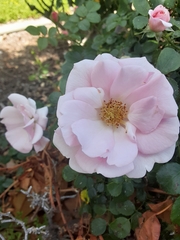 Rosa