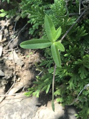 Macroptilium gibbosifolium