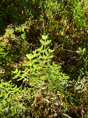 Larrea nitida