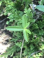 Macroptilium gibbosifolium