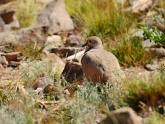 Metriopelia melanoptera