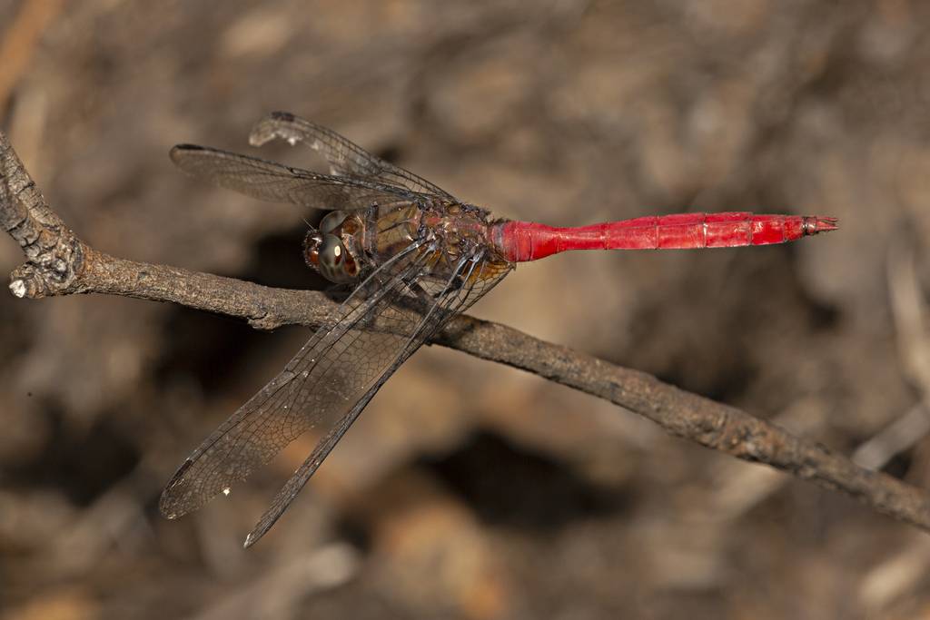 Fiery Skimmer