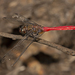 Fiery Skimmer - Photo (c) Chris Burwell, some rights reserved (CC BY-NC)