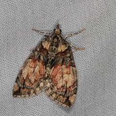 Hydriomena perfracta