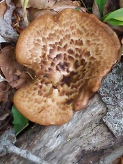 Cerioporus squamosus