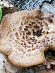 Cerioporus squamosus