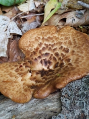 Cerioporus squamosus