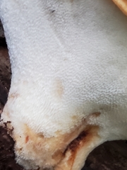 Cerioporus squamosus