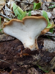 Cerioporus squamosus