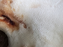 Cerioporus squamosus