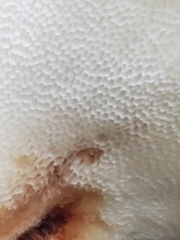 Cerioporus squamosus