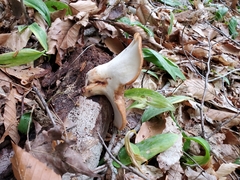 Cerioporus squamosus