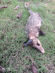 Didelphis marsupialis