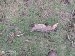 Didelphis marsupialis