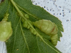 Blaesodiplosis venae