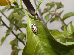 Omophoita simulans