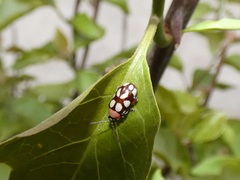 Omophoita simulans