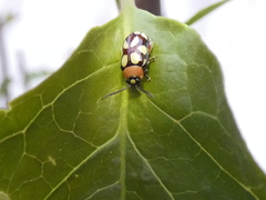 Omophoita simulans