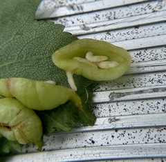 Blaesodiplosis venae