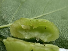 Blaesodiplosis venae