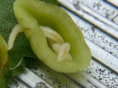 Blaesodiplosis venae