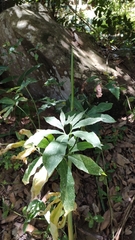 Dracunculus canariensis