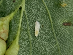 Blaesodiplosis venae