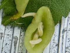 Blaesodiplosis venae