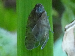Cixius dubius