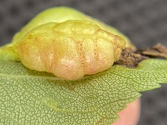 Blaesodiplosis venae