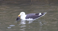 Larus marinus