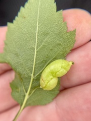 Blaesodiplosis venae