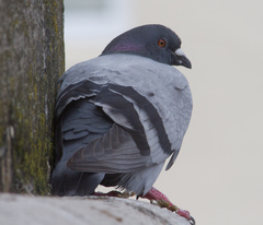 Columba livia domestica