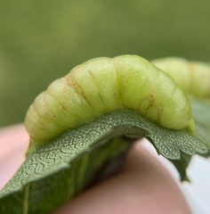 Blaesodiplosis venae