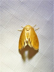 Heterogenea shurtleffi