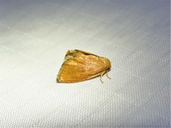 Heterogenea shurtleffi