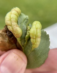 Blaesodiplosis venae