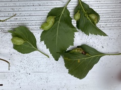 Blaesodiplosis venae