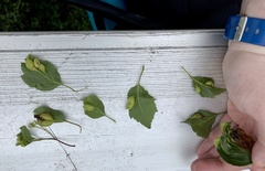 Blaesodiplosis venae