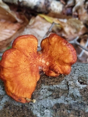 Neofavolus alveolaris