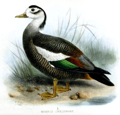 Crested Shelduck photo 2