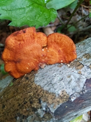 Neofavolus alveolaris